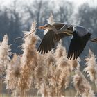 Sie fliegen wieder ...