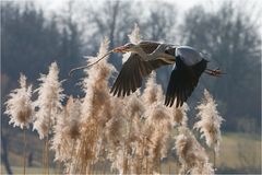 Sie fliegen wieder ...