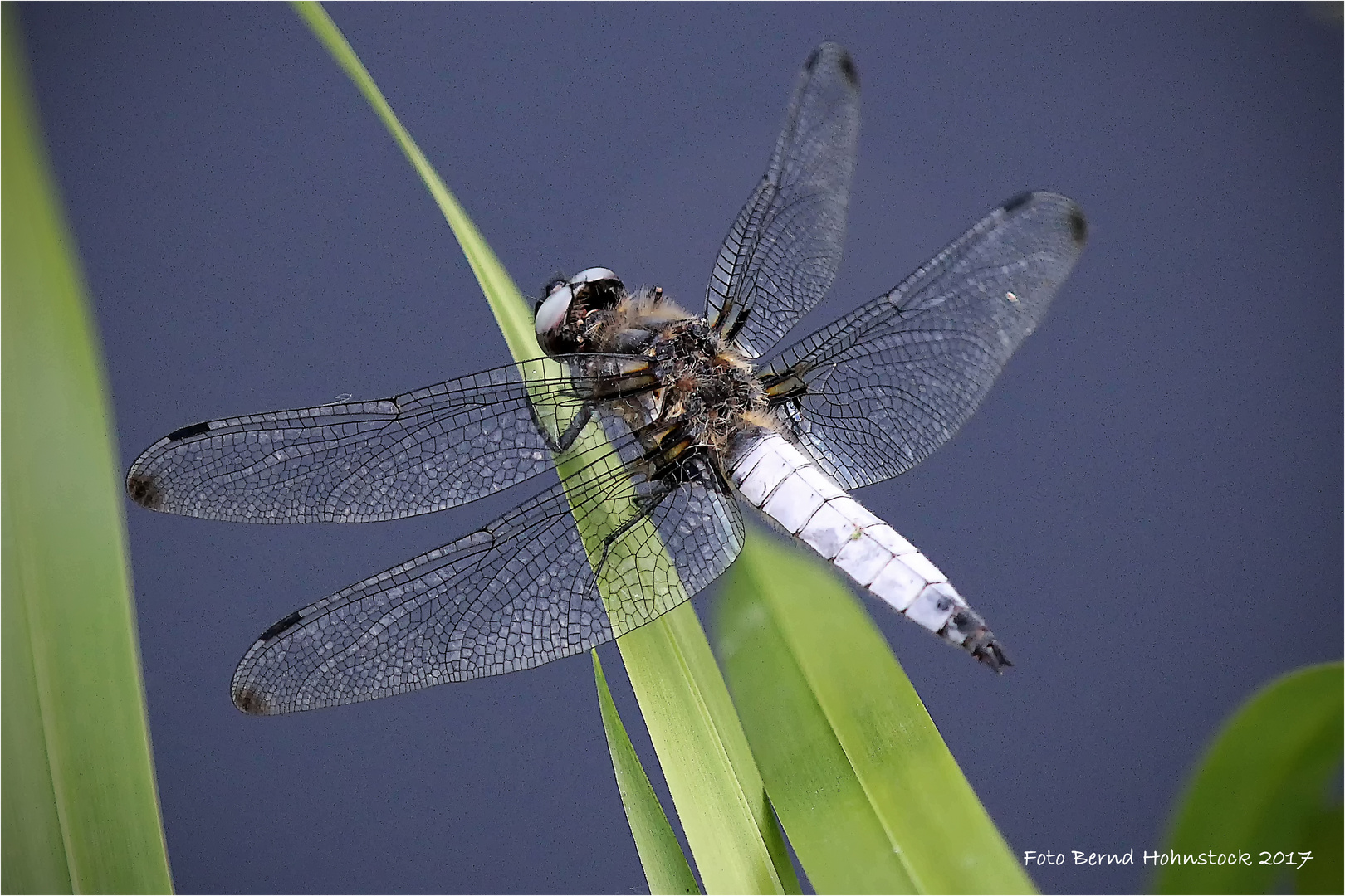 sie fliegen wieder ..... Libellula fulva