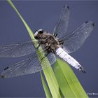 sie fliegen wieder ..... Libellula fulva