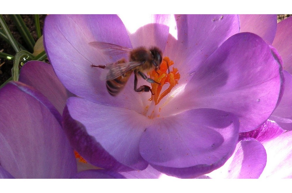 Sie fliegen wieder,fleißige Bienchen.