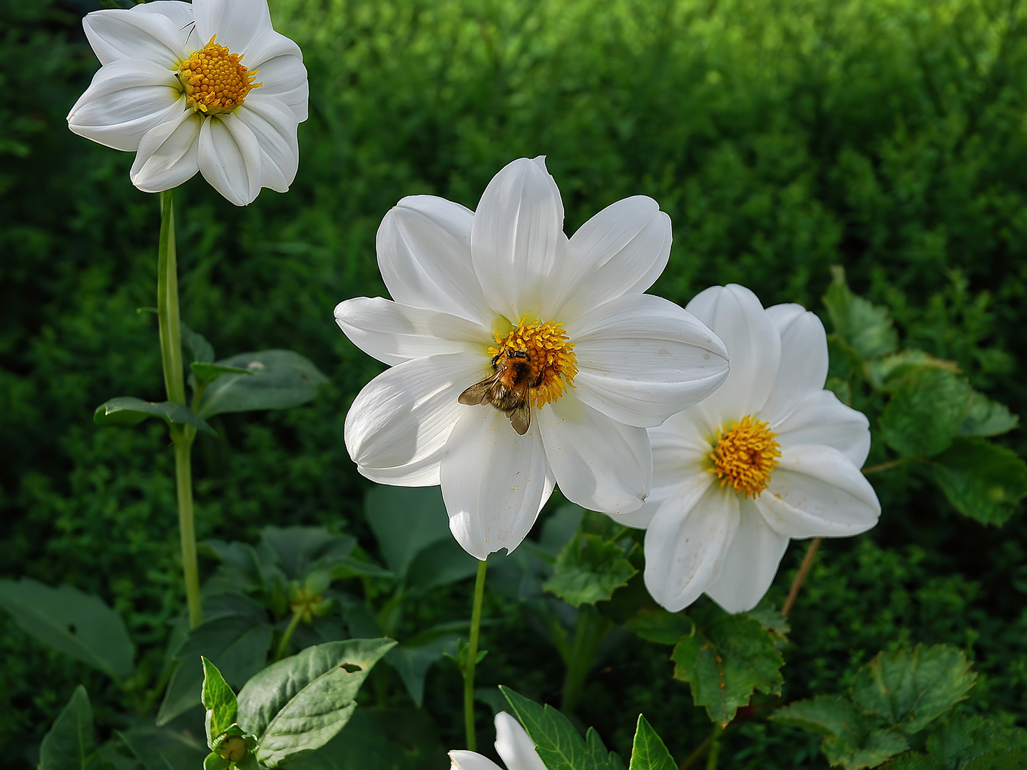 Sie fliegt auf Dahlien