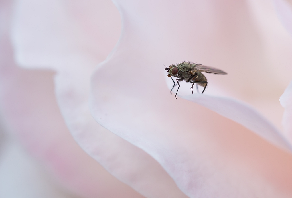 "Sie fliegt auf Rosen"