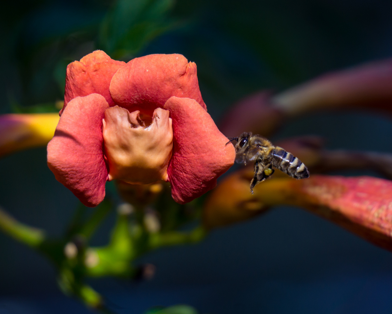 Sie fliegt auf rot