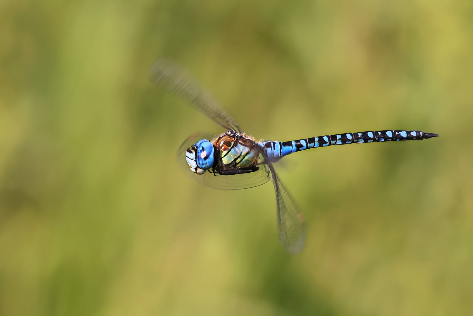 Sie fliegt und fliegt.... 