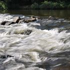 Sie fließt schnell, die Wupper