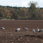 Sie fressen sich noch Reserven an,