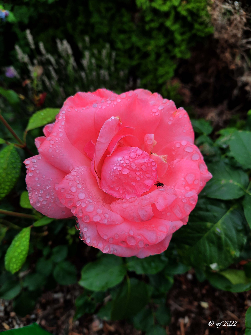 Sie freuten sich über den Regen