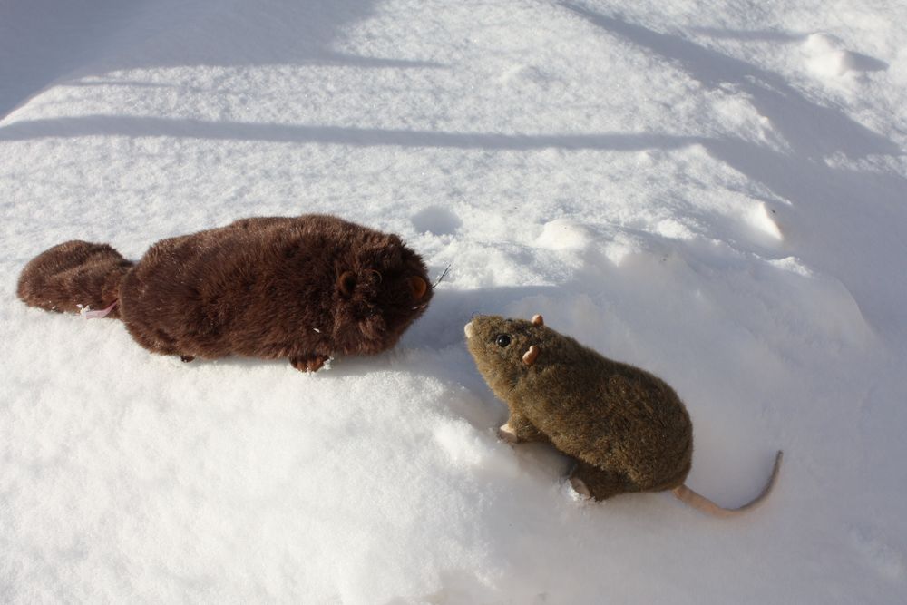 sie fühlen sich wohl - meine Stofftiere