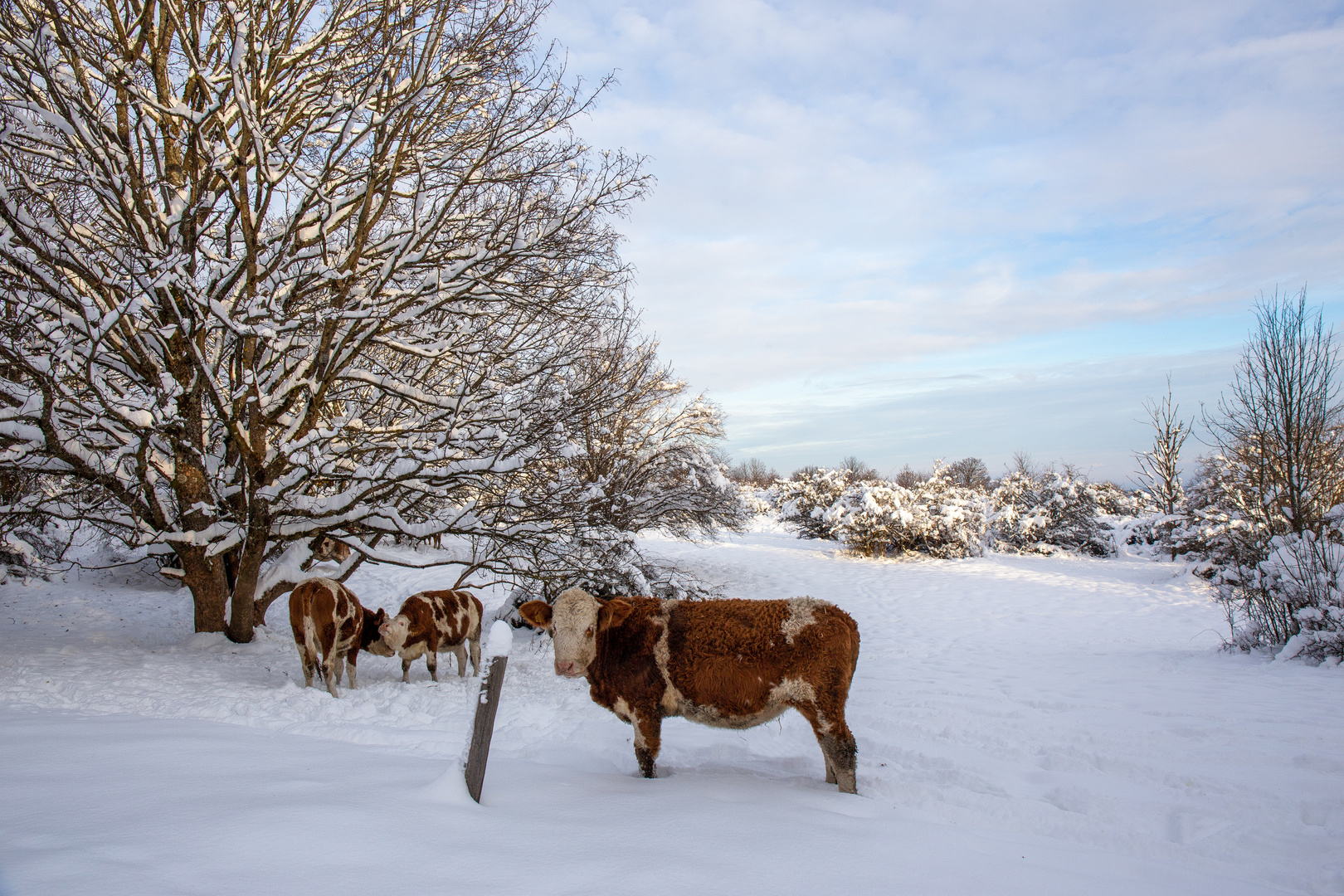 sie fühlen sich wohl: Weidekühe in der Rhön im Winter