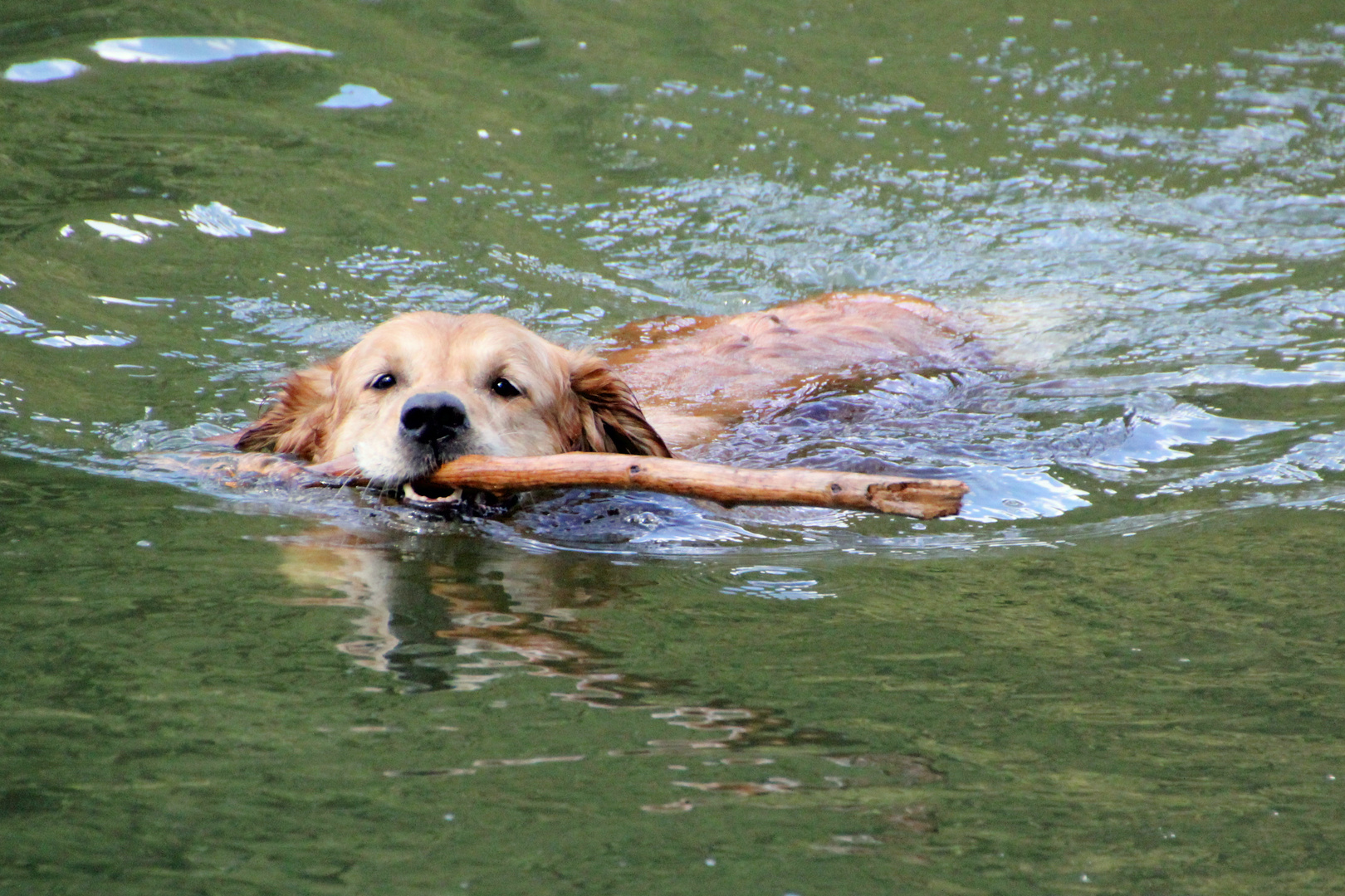 Sie fühlt sich im Wasser wohl