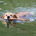 Sie fühlt sich im Wasser wohl