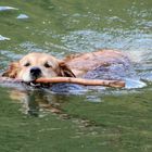 Sie fühlt sich im Wasser wohl