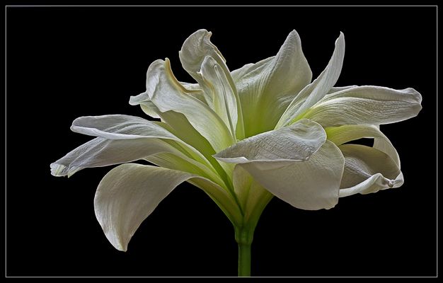 Sie gehören zu den schönsten Blumen der Adventszeit - ( Stacking Bild )  