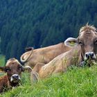 Sie gehören zum Allgäu