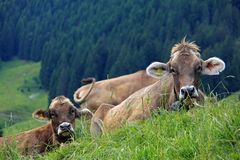 Sie gehören zum Allgäu