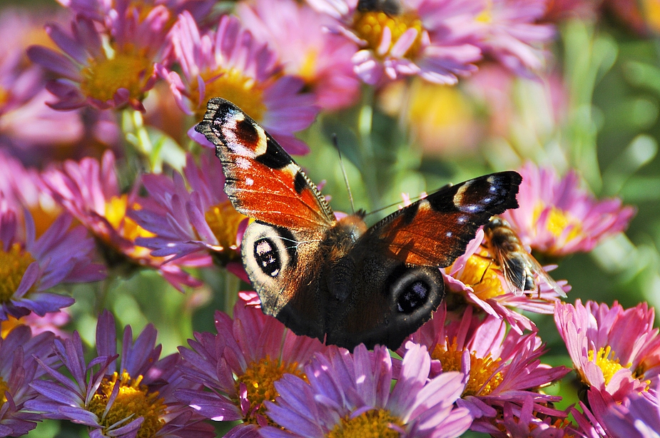 Sie geniesen die letzten Blüten und Sonnenstrahlen....