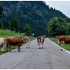 Sie genießen den Almsommer...