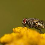 Sie genießt den Spätsommer