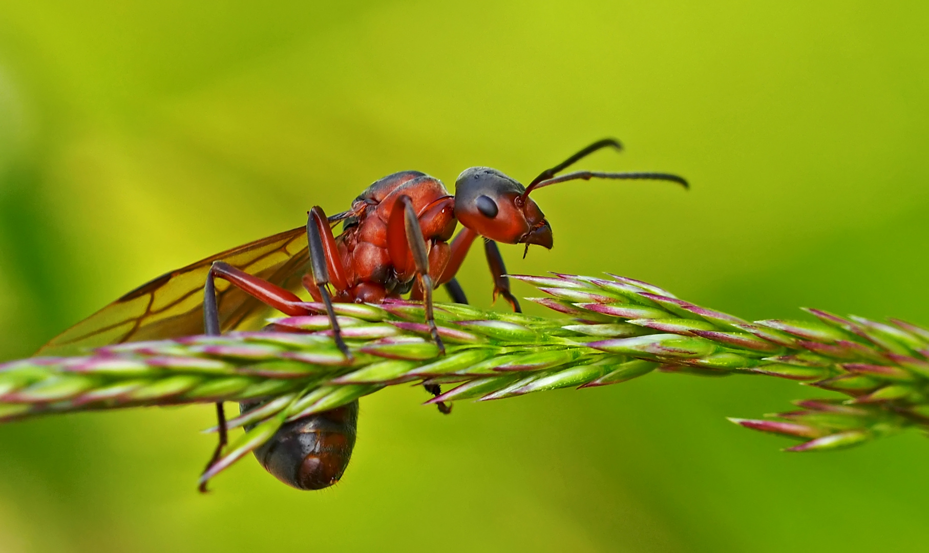 Sie geniesst die tolle Aussicht: Rote Waldameise (Formica rufa) - Fourmi rousse des bois.