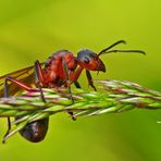 Sie geniesst die tolle Aussicht: Rote Waldameise (Formica rufa) - Fourmi rousse des bois.