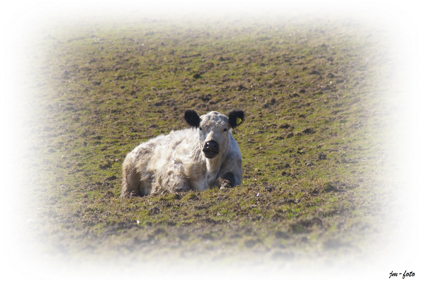 Sie genos die Sonne (Galloway-Rind)