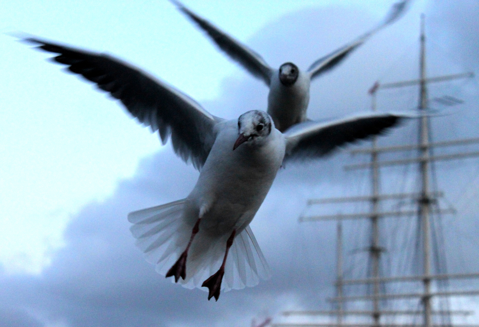 Sie gleiten mit dem Wind ............