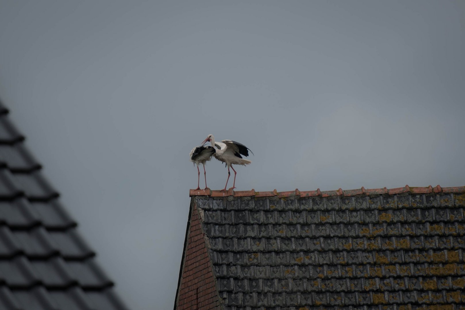 Sie guckt nicht