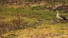 sie haben es überlebt