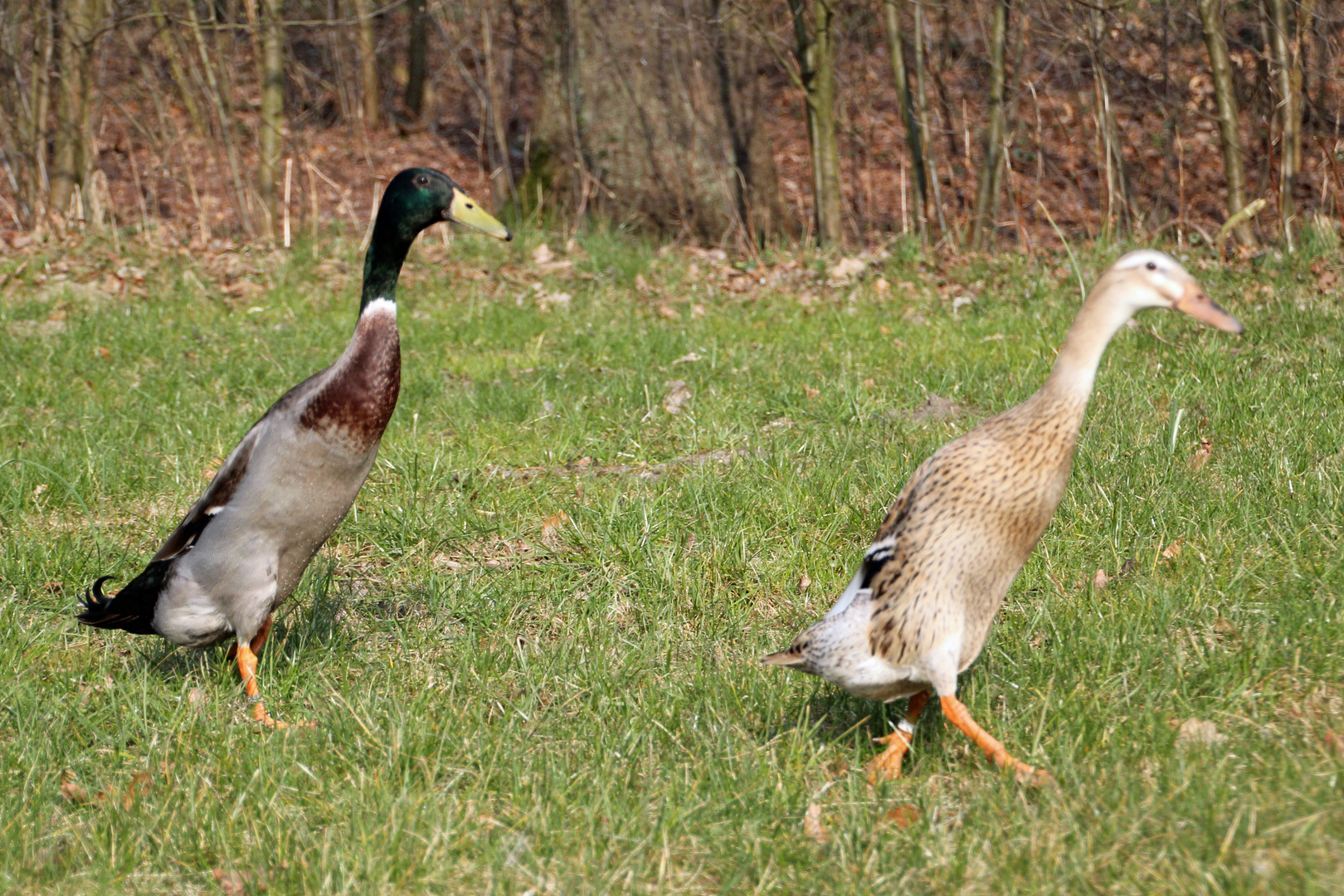 Sie haben Nacktschnecken zum Fressen gern