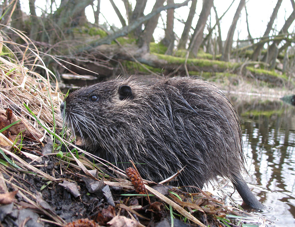 Sie haben schon wieder Junge, die Nutria