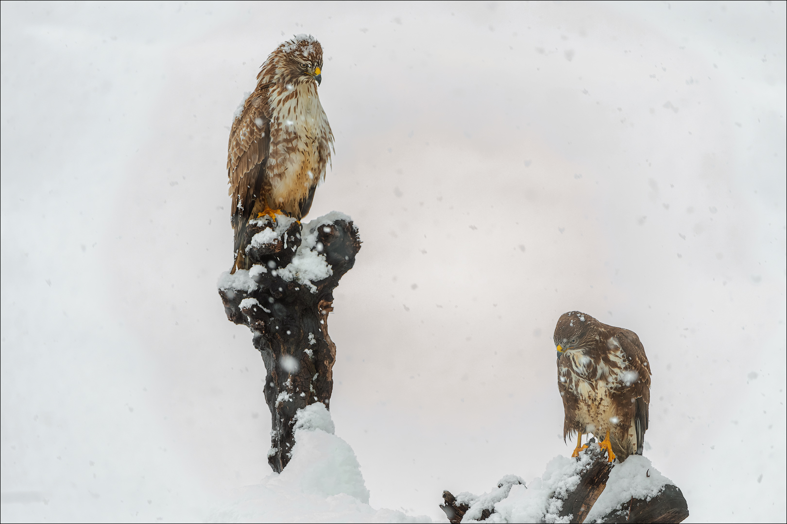 Sie haben wohl keine Freude am Schnee..