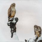 Sie haben wohl keine Freude am Schnee..