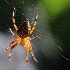 Sie hängt im Netz herum und guckt was es so gibt