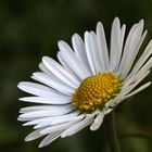 sie halten am längsten die Stellung und finden oft wenig Beachtung