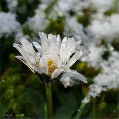 Sie halten durch die kleinen Gänseblümchen