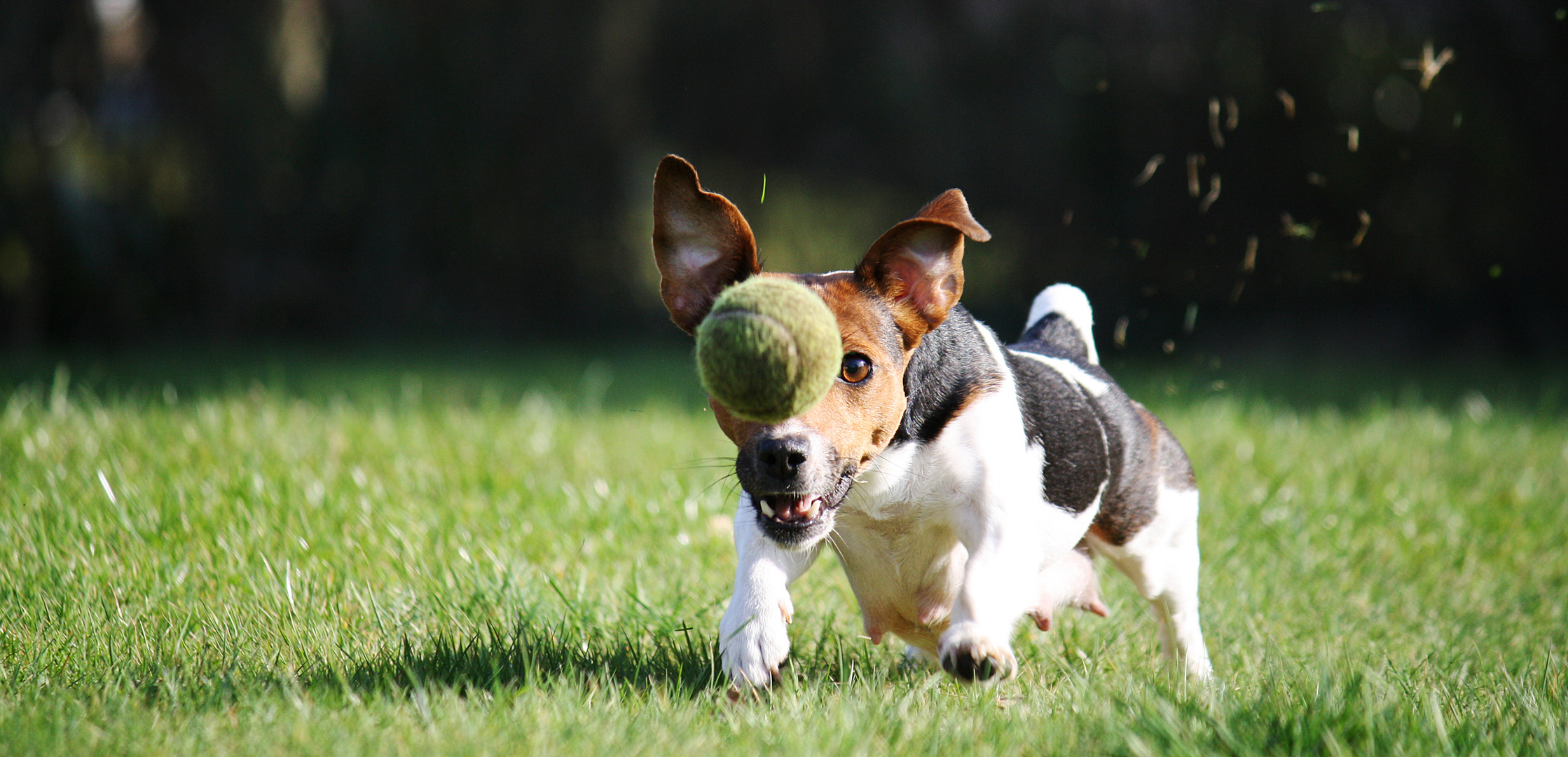 Sie hat den Ball gleich...