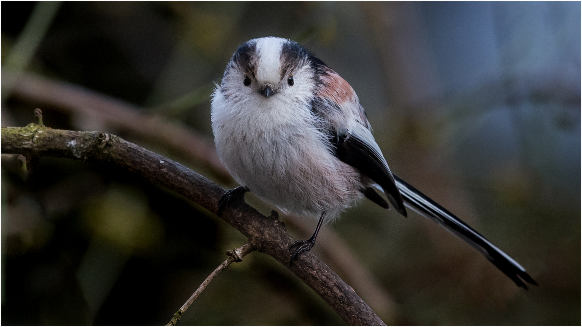 Sie hat mich voll im Blick  .....