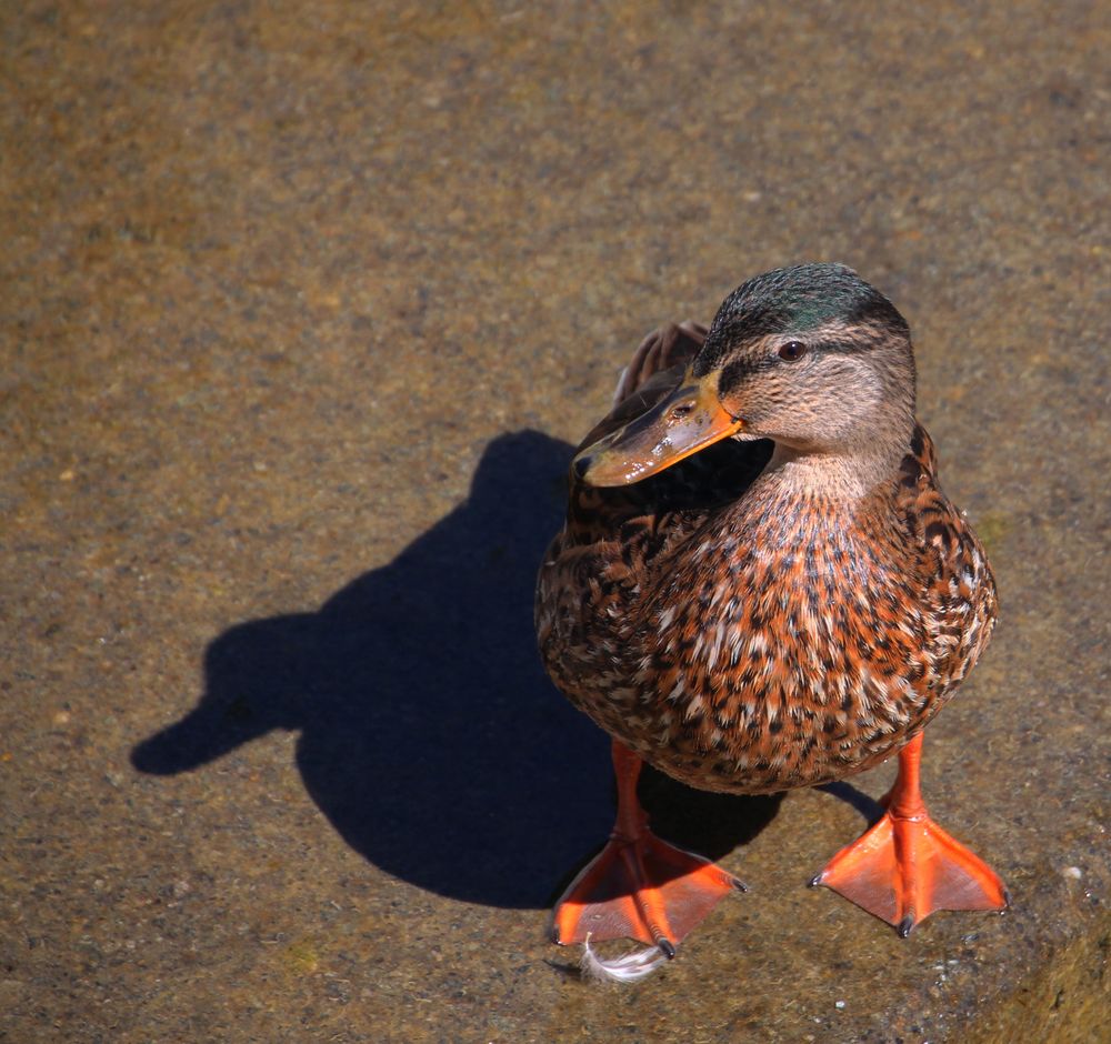 Sie hat nen Schatten