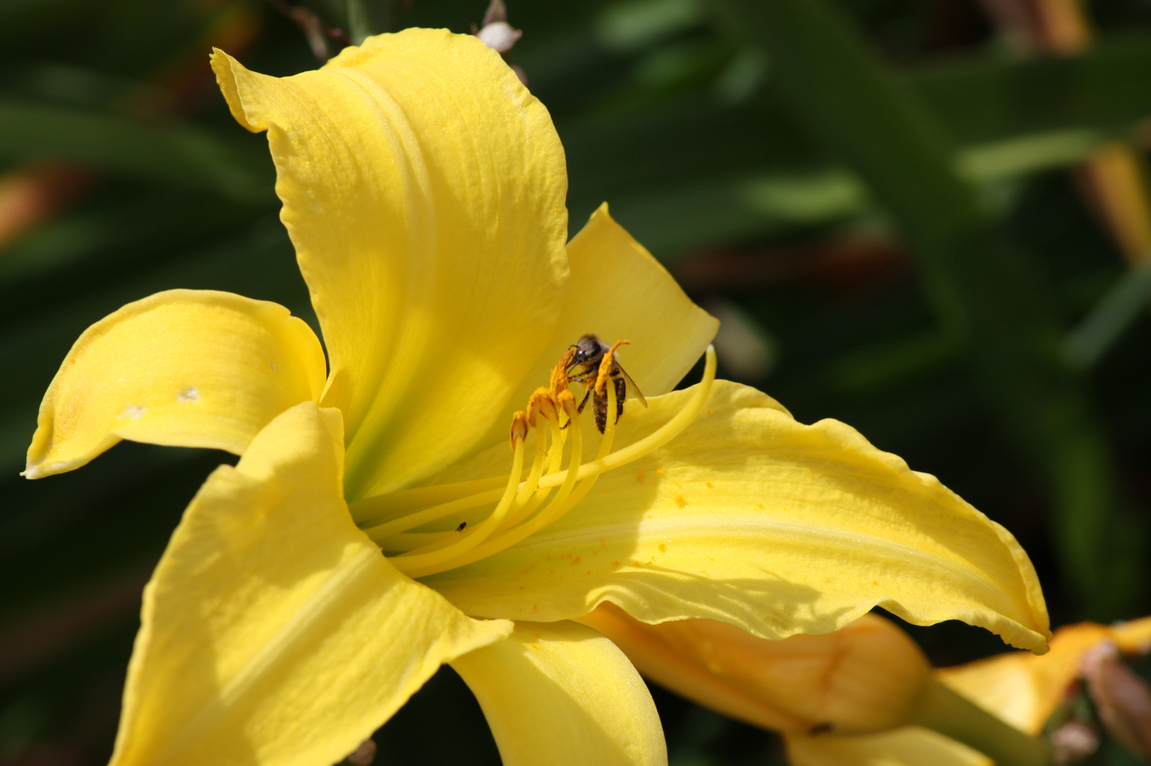 sie hat sich die Pollen erobert