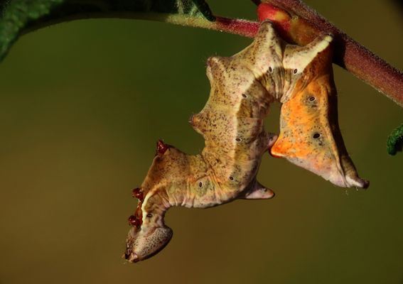 Sie hat sich gehäutet, wird farbiger und größer