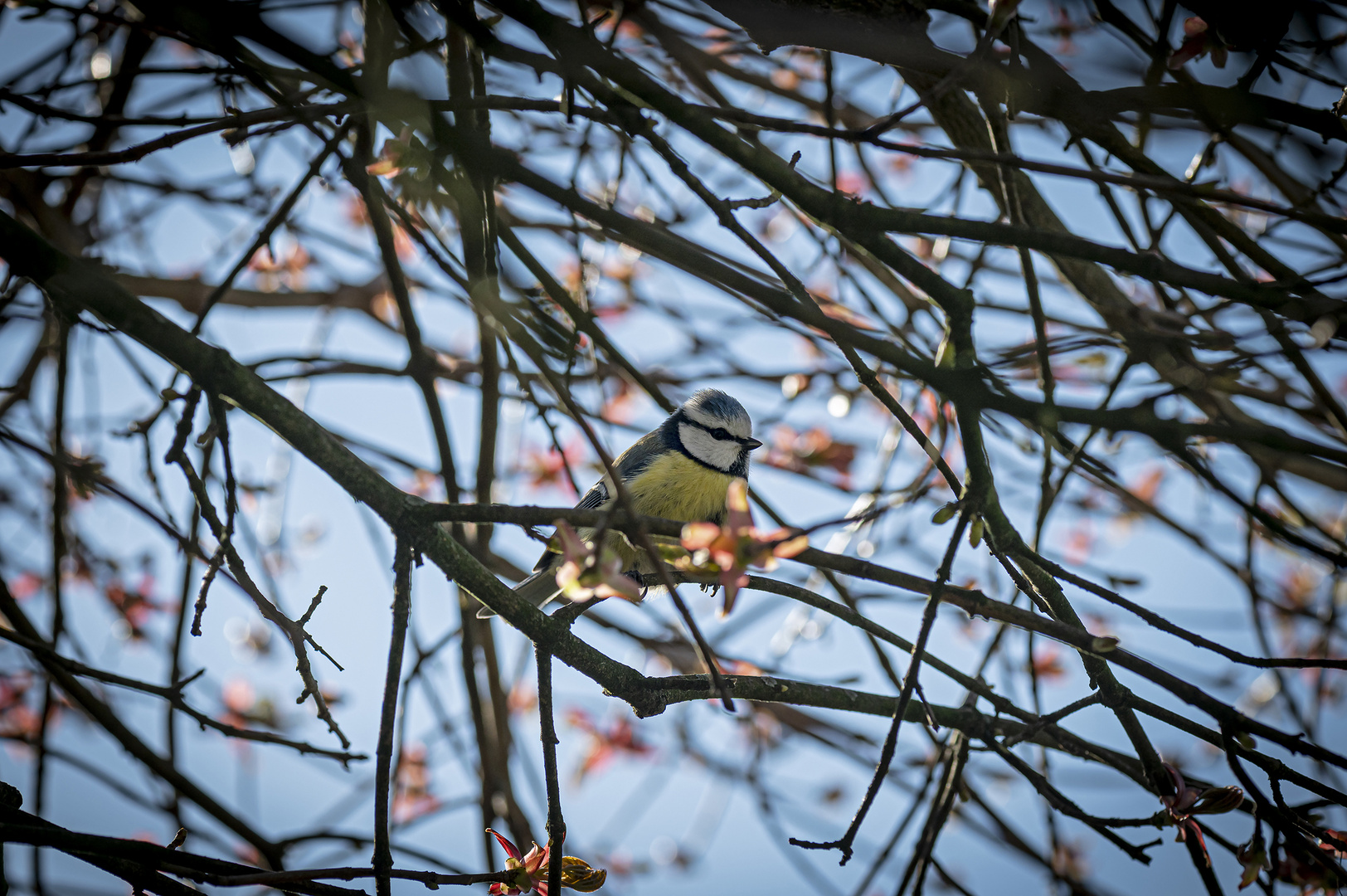 Sie hat unseren Garten ausgewählt