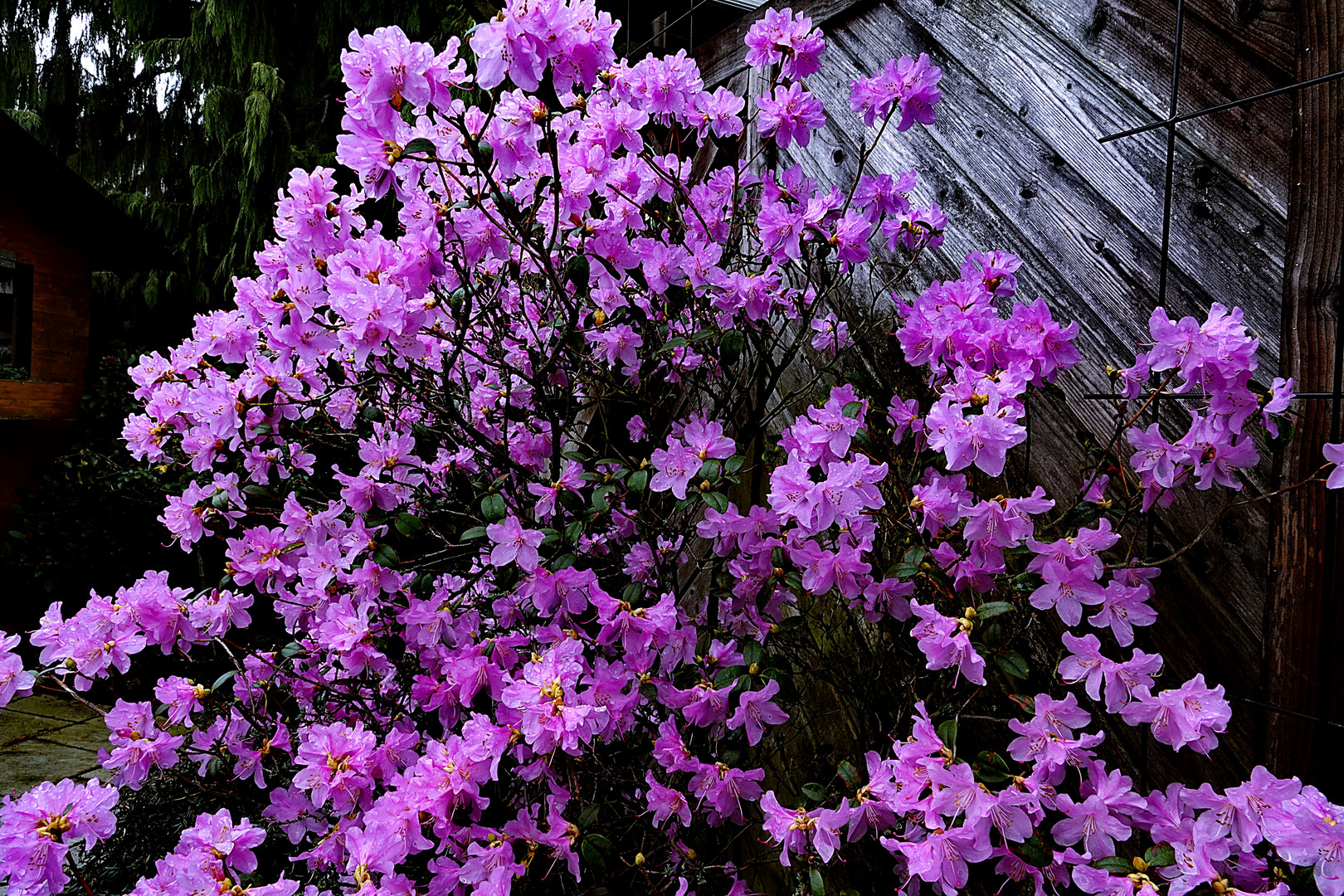 sie hat unseren Garten fest im Griff Foto & Bild natur, pflanzen