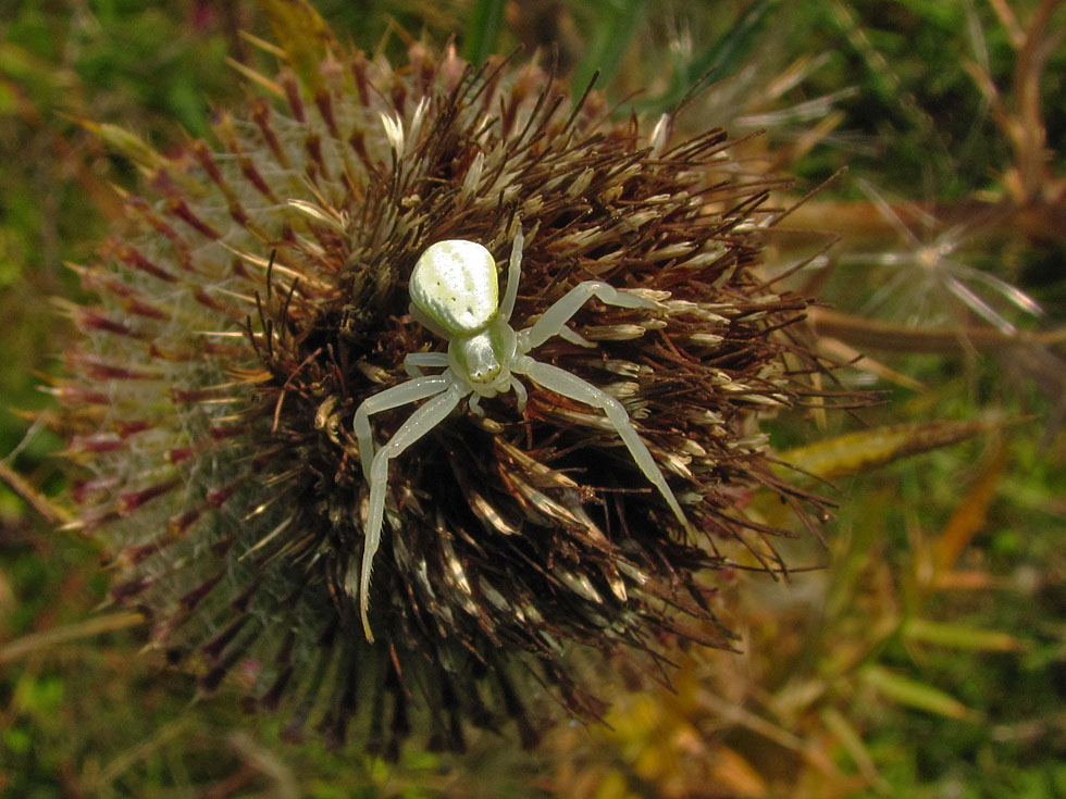 Sie hatte mich gesehen, die Krabbenspinne