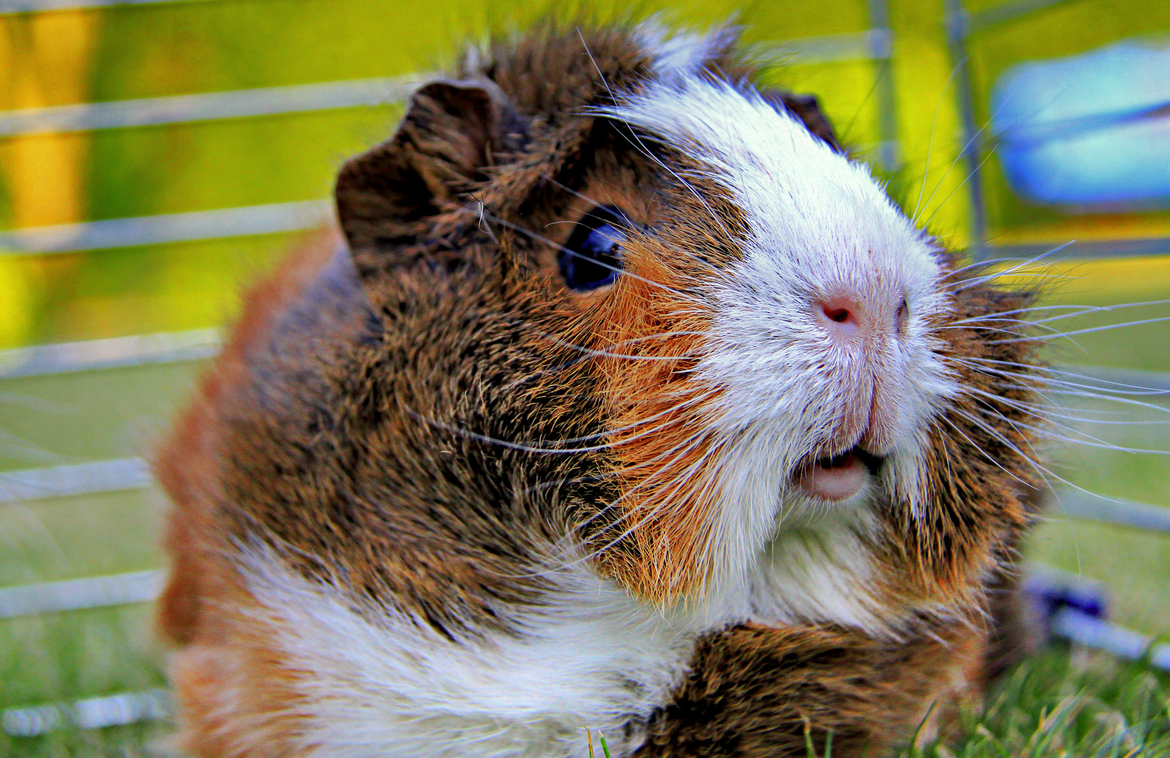 Sie heißt Mäusschen und ist ein Meerschweinchen.