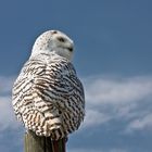 Sie heißt nicht Hedwig