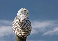 Sie heißt nicht Hedwig