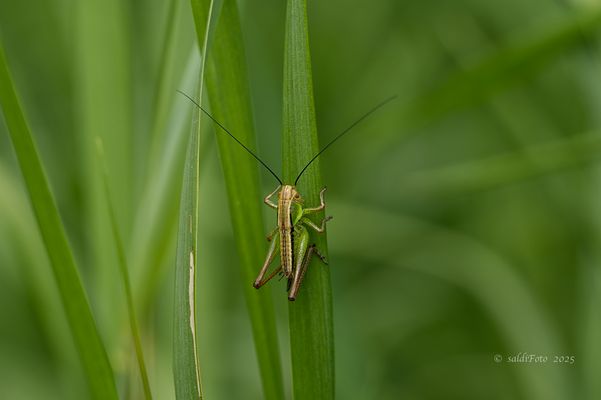 ......sie hüpfen wieder durch das hohe Gras.....