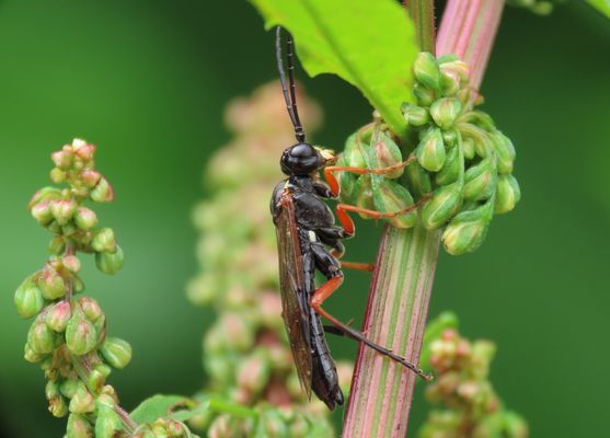 Sie ist aus dem Frühjahr