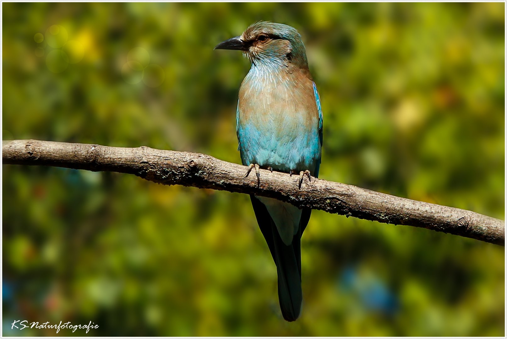 Sie ist blau ... She´s blue